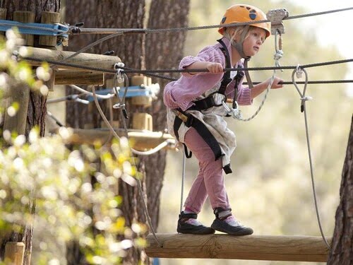 Le royaume des arbres